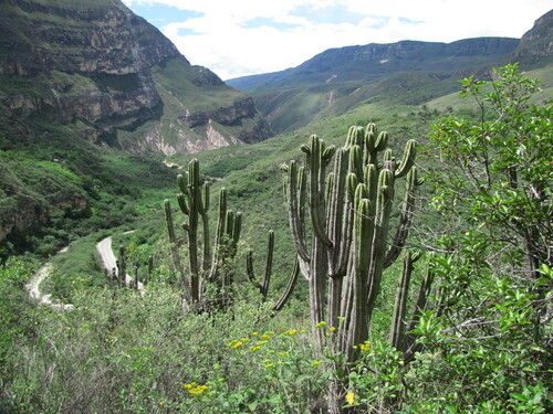 Browningia utcubambensis (Browningia utcubambensis)