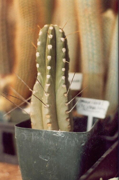 Browningia utcubambensis: Thank you bob ressler for the picture.