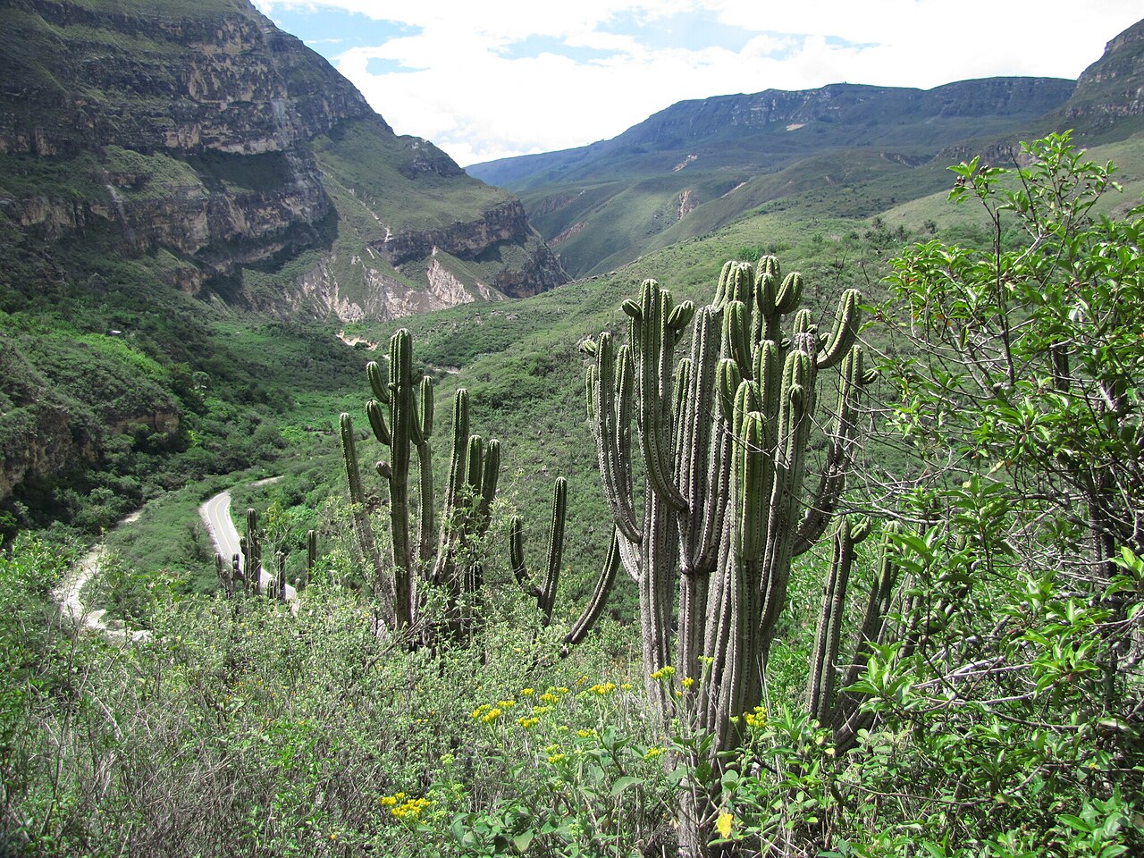 Browningia utcubambensis: Browningia utcubambensis in Peru