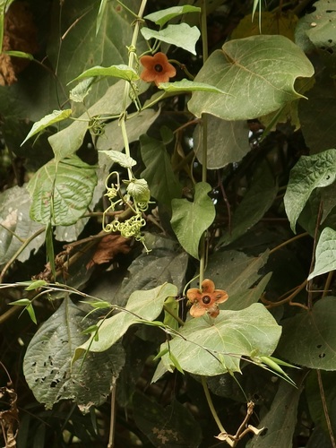 Bruceholstia sidifolia (Bruceholstia sidifolia)