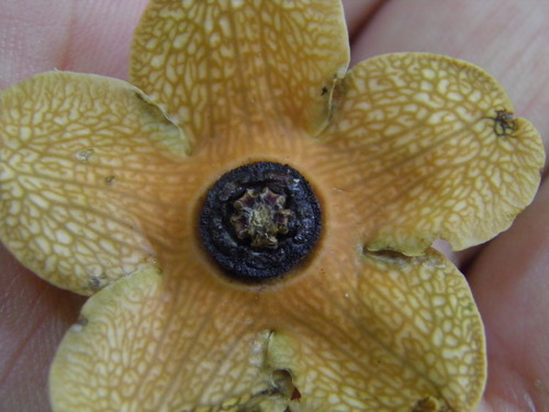 Bruceholstia sidifolia (Bruceholstia sidifolia)