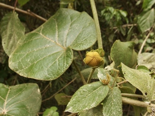 Bruceholstia sidifolia (Bruceholstia sidifolia)