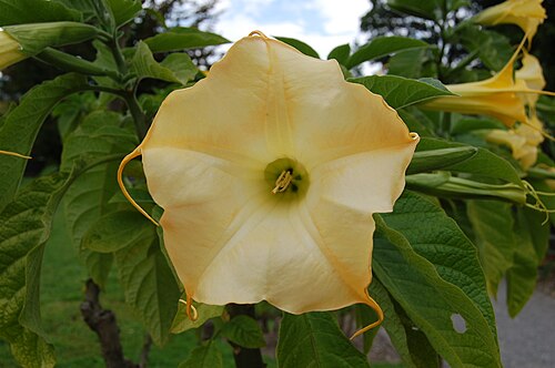 Brugmansia aurea: Brugmansia aurea