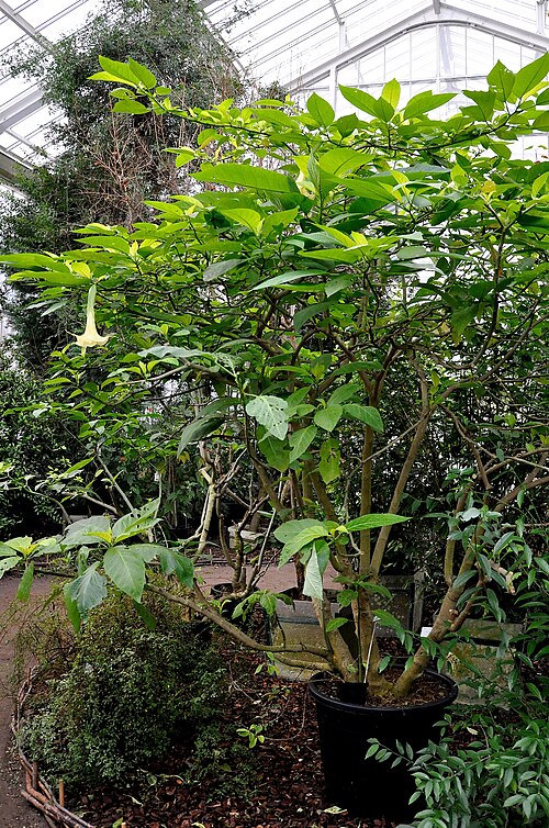 Brugmansia aurea: Brugmansia aurea (Solanaceae) in de Nationale Plantentuin van België te Meise