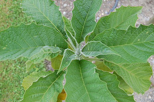 Brugmansia aurea: Brugmansia aurea
