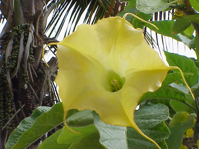Brugmansia aurea: Species : Brugmansia aurea Family : Solanaceae Image No. 2