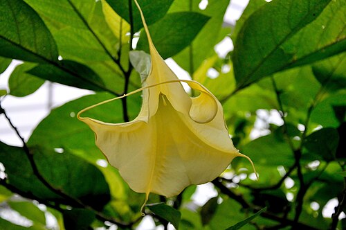 Brugmansia aurea: Brugmansia aurea (Solanaceae) in de Nationale Plantentuin van België te Meise