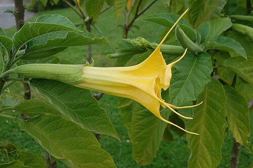 Brugmansia aurea: Brugmansia aurea