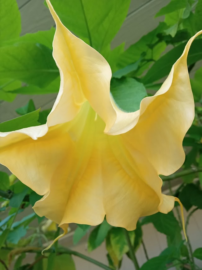 Brugmansia aurea: Brugmansia aurea aka Golden Angel's Trumpet, in Torrance, Los Angeles, California. Species of the Nightshade family. TOXIC and POISONOUS.