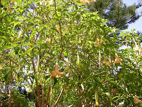 Brugmansia aurea: Angels Trumpets - Brugmansia aurea