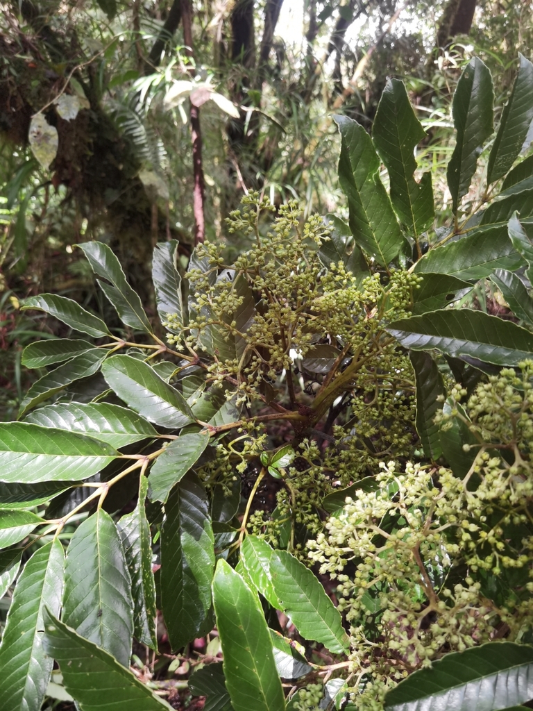 Brunellia costaricensis (Brunellia costaricensis)