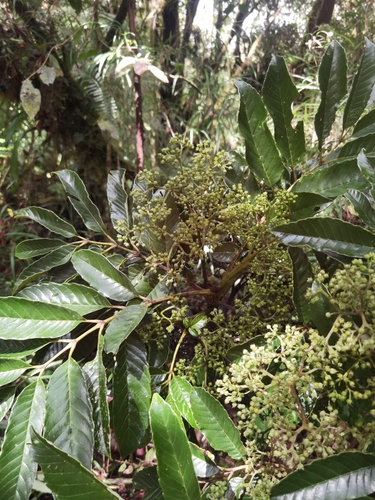 Brunellia costaricensis (Brunellia costaricensis)