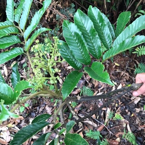 Brunellia costaricensis (Brunellia costaricensis)