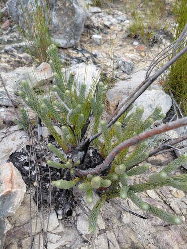 Brunia macrocephala (Brunia macrocephala)