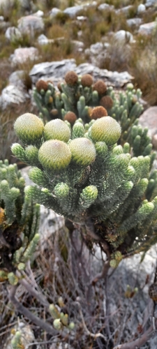 Brunia macrocephala (Brunia macrocephala)