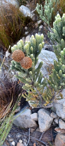 Brunia macrocephala (Brunia macrocephala)