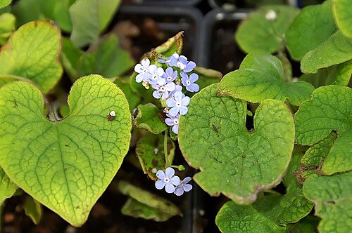 Largeleaf brunnera: Location taken: American Plant Food Company, 7405 River Road, Bethesda MD.. Names: Brunnera macrophylla (Adams) I. M. Johnston, Brunnera, Buglosse, False Forget