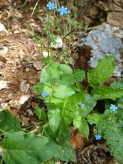 Brunnera orientalis (Brunnera orientalis)