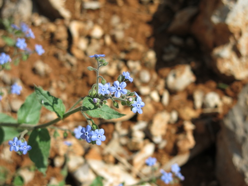 Brunnera orientalis (Brunnera orientalis)
