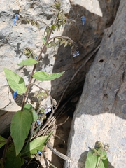 Brunnera orientalis (Brunnera orientalis)