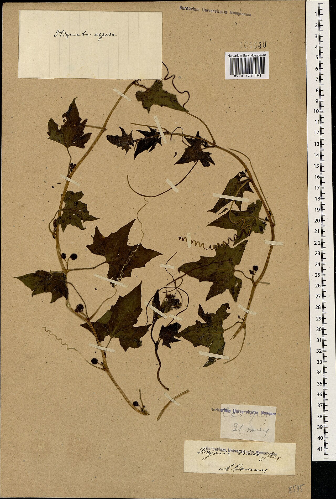 Bryonia aspera: Bryonia aspera — Herbarium specimen. Recorded in GBIF occurrence 1697838669 .
