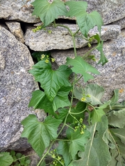 Bryonia aspera (Bryonia aspera)
