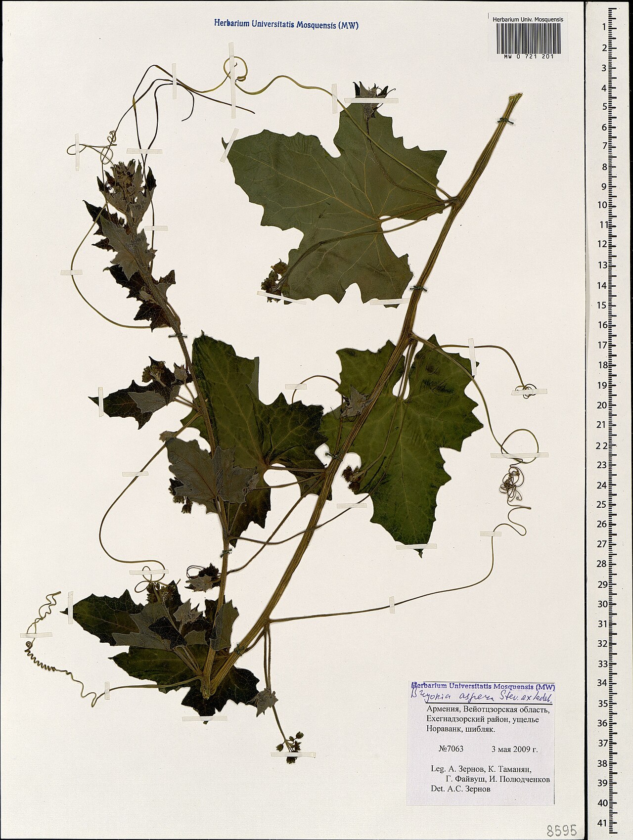 Bryonia aspera: Bryonia aspera — Herbarium specimen from Armenia. Collected by Zernov A. (2009-05-03). Recorded in GBIF occurrence 1697838685 .