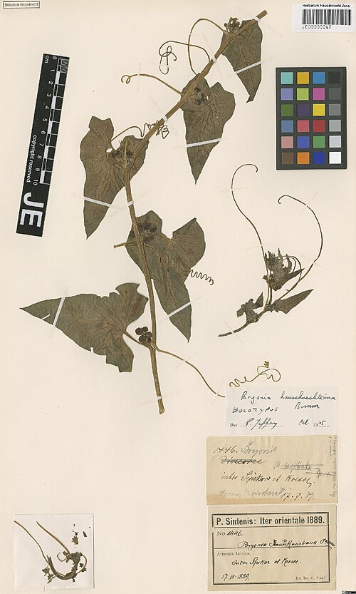 Bryonia aspera: Bryonia aspera — Herbarium specimen from Armenia turcica, inter Sipikor et Koesoe, Türkiye. Collected by Sintenis,P.E.E. Iter orientale 1889 1446 (1889-07-17).