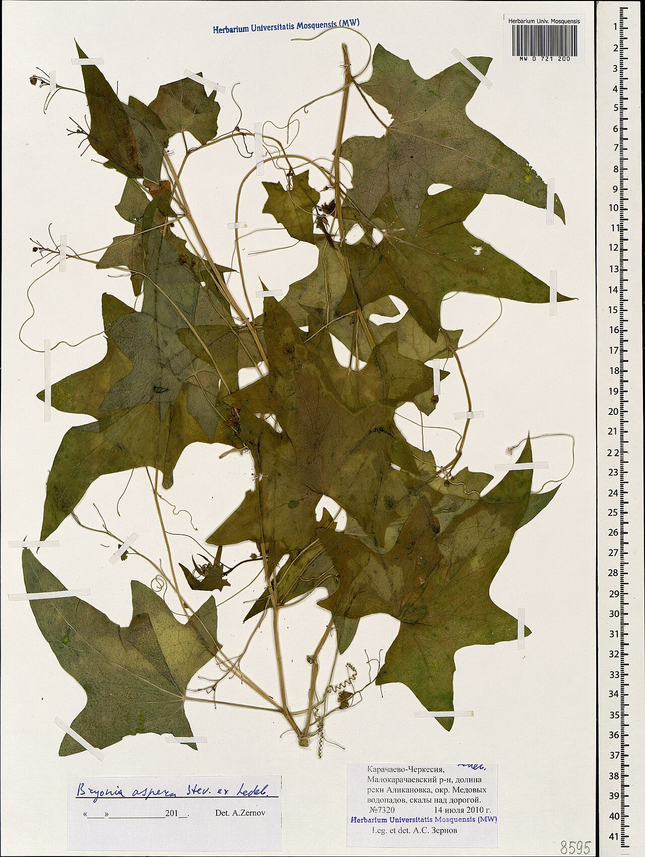 Bryonia aspera: Bryonia aspera — Herbarium specimen from Карачаево-Черкесия, Малокарачаевский р-н, долина реки Аликановка, окр. Медовых водопадов, скалы над дорогой, Russian Fe