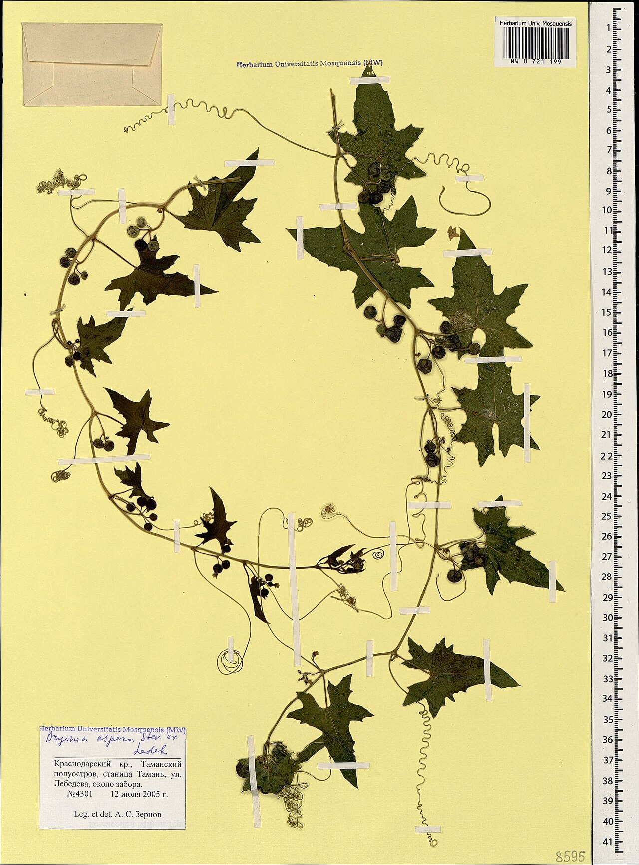 Bryonia aspera: Bryonia aspera — Herbarium specimen from Краснодарский кр., Таманский полуостров, станица Тамань, ул. Лебедева, около забора, Russian Federation. Collected by Z