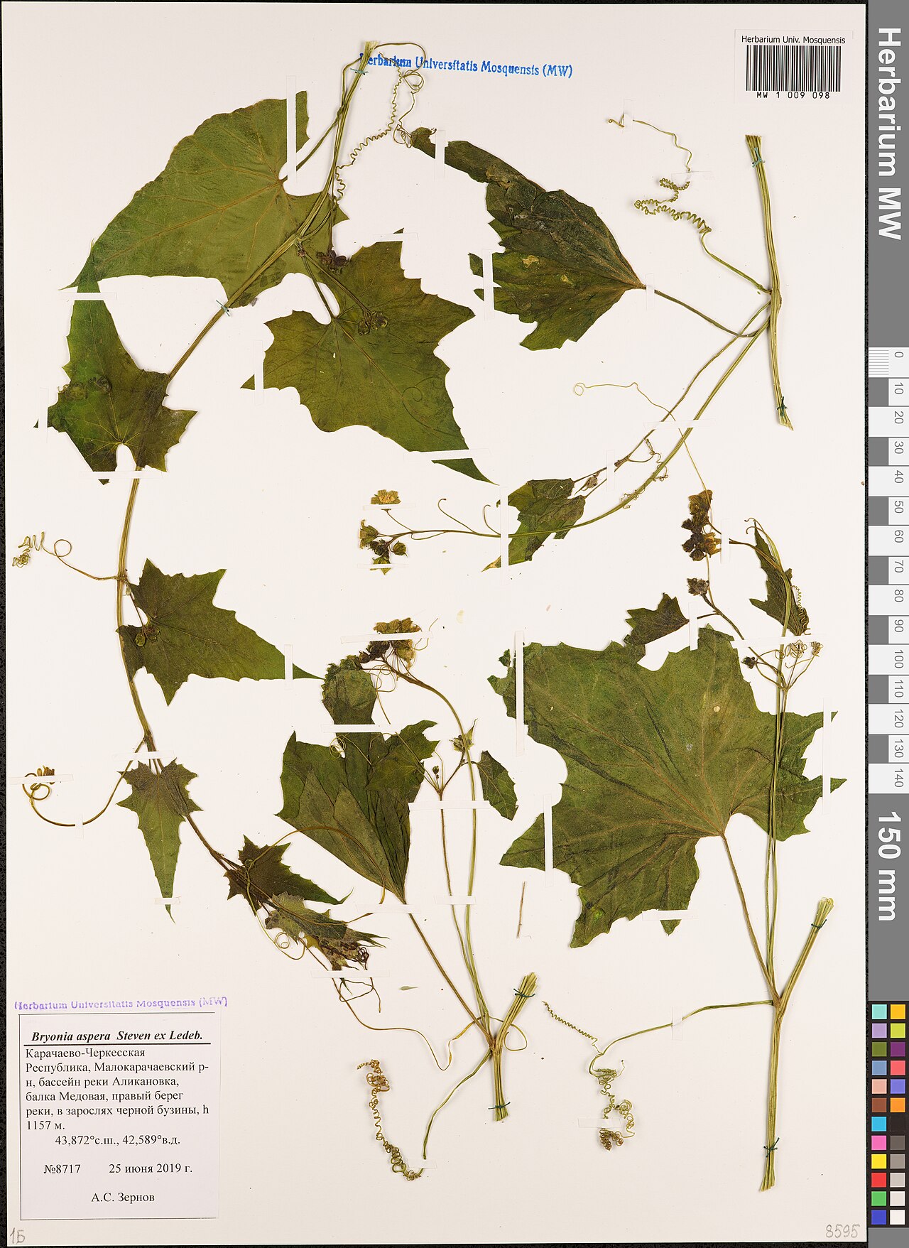 Bryonia aspera: Bryonia aspera — Herbarium specimen from Karachay-Cherkessia, Russian Federation. Collected by A.S. Zernov (2019-06-25). Recorded in GBIF occurrence 3004102757