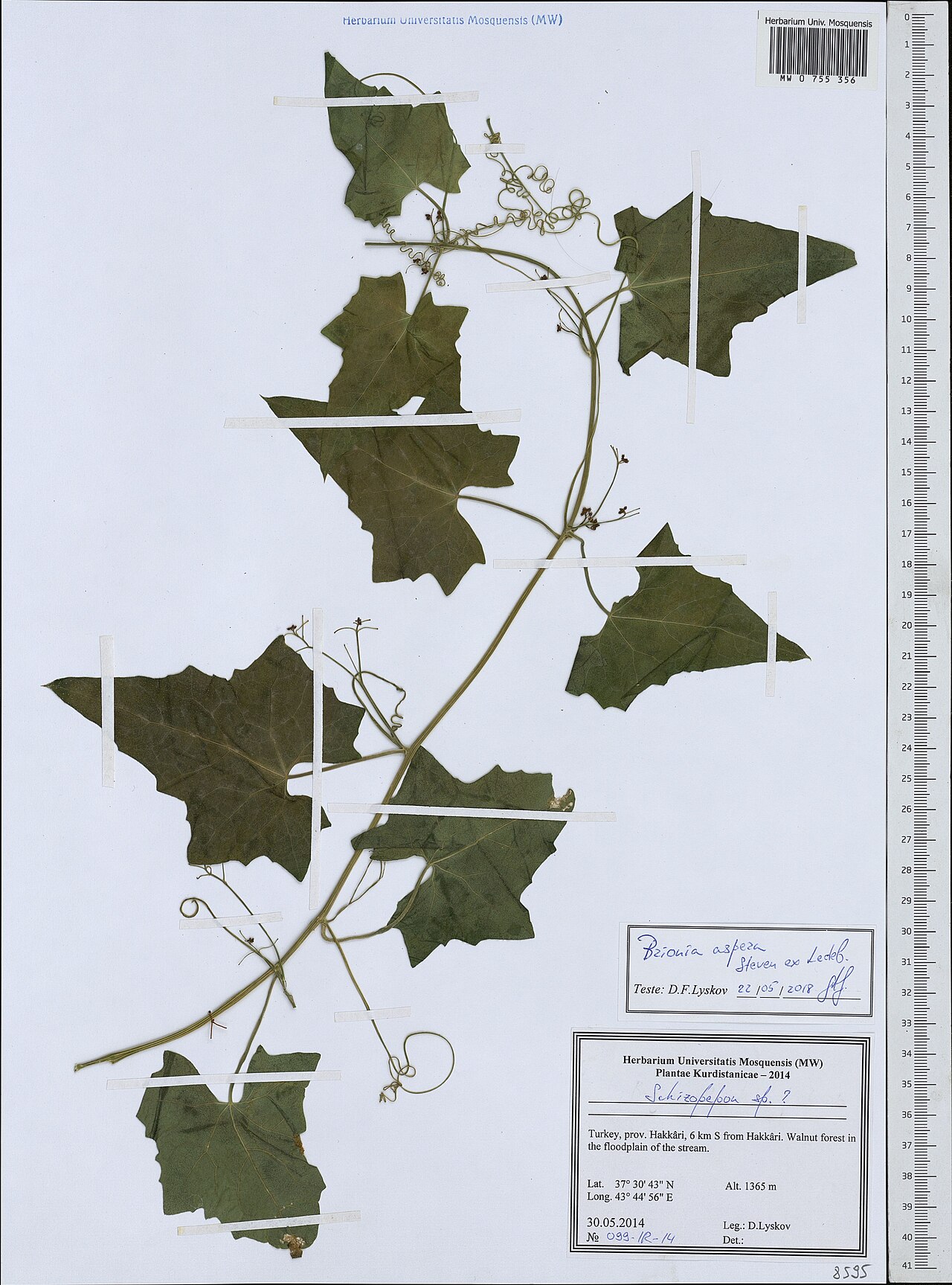Bryonia aspera: Bryonia aspera — Herbarium specimen from Türkiye. Collected by D. Lyskov (2014-05-30). Recorded in GBIF occurrence 1949921051 .