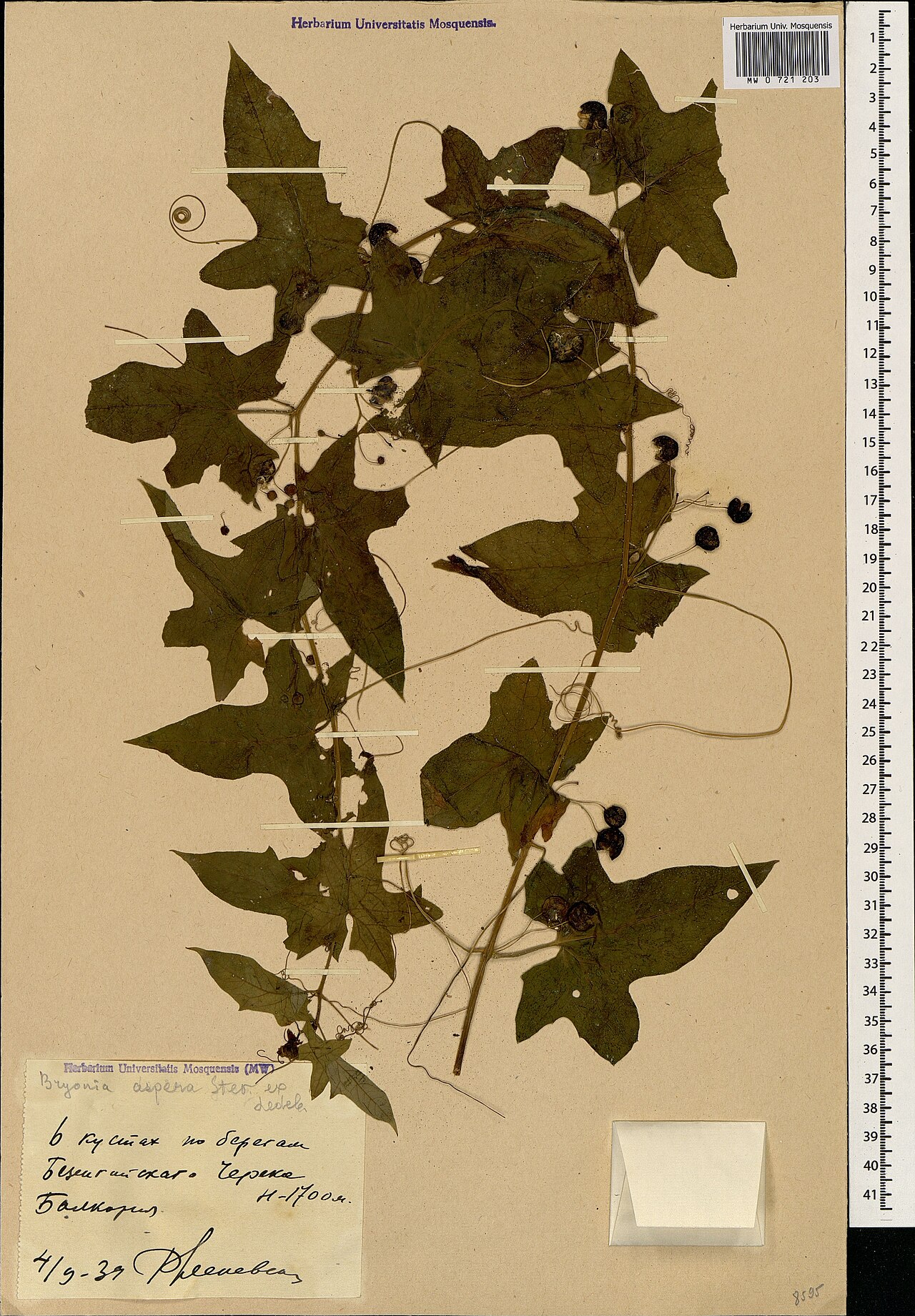 Bryonia aspera: Bryonia aspera — Herbarium specimen from В кустах по берегам Безенгийского Черека. Балкария., Russian Federation. Collected by R. Elenevskiy (1939-09-04). Recor