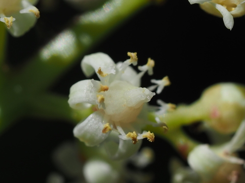 Green plum (Buchanania arborescens)