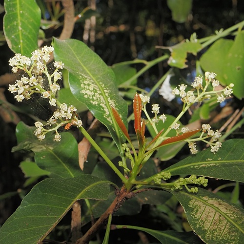 Green plum (Buchanania arborescens)