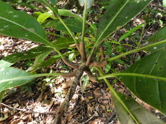 Green plum (Buchanania arborescens)
