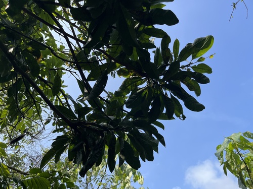 Green plum (Buchanania arborescens)