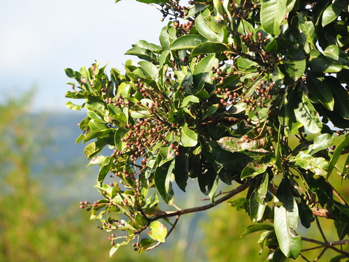 Green plum (Buchanania arborescens)