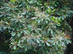 Green plum (Buchanania arborescens)