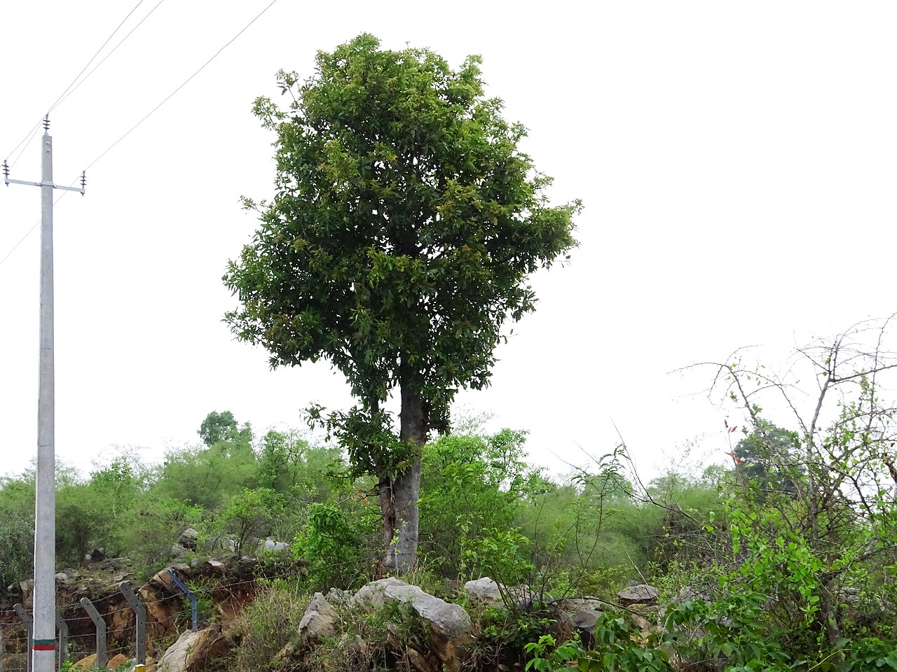 Buchanania axillaris: Buchanania axillaris (Cuddapah Almond) seen in Mahanthalingapura on the outskirts of Ragihalli forest in Bangalore. This location is also the new IIM Bangalore