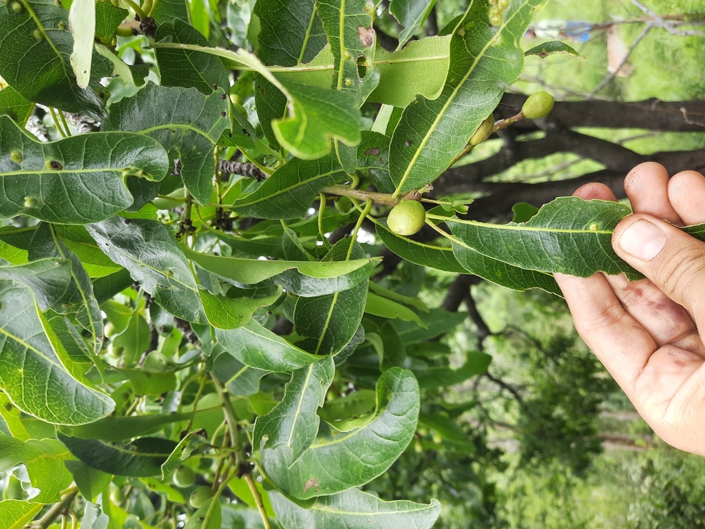 Buchanania axillaris (Buchanania axillaris)