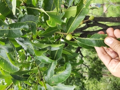 Buchanania axillaris (Buchanania axillaris)