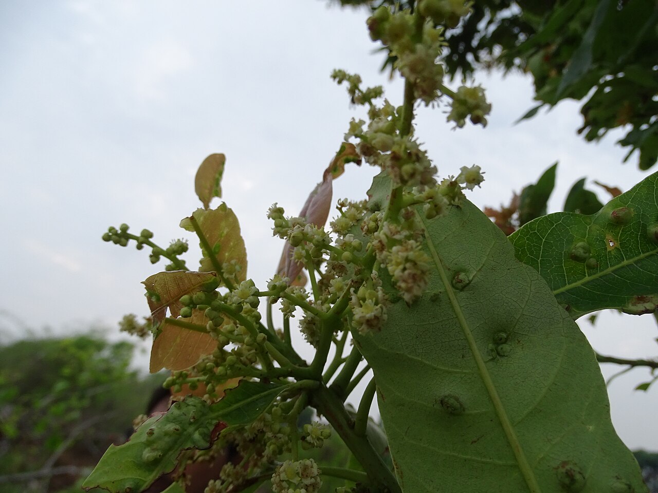 Buchanania axillaris: Buchanania axillaris (Cuddapah Almond) seen in Mahanthalingapura on the outskirts of Ragihalli forest in Bangalore. This location is also the new IIM Bangalore