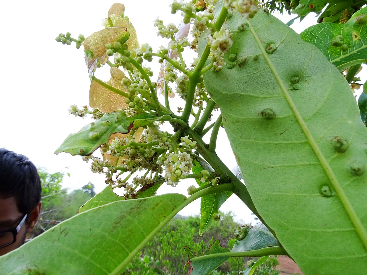 Buchanania axillaris: Buchanania axillaris (Cuddapah Almond) seen in Mahanthalingapura on the outskirts of Ragihalli forest in Bangalore. This location is also the new IIM Bangalore