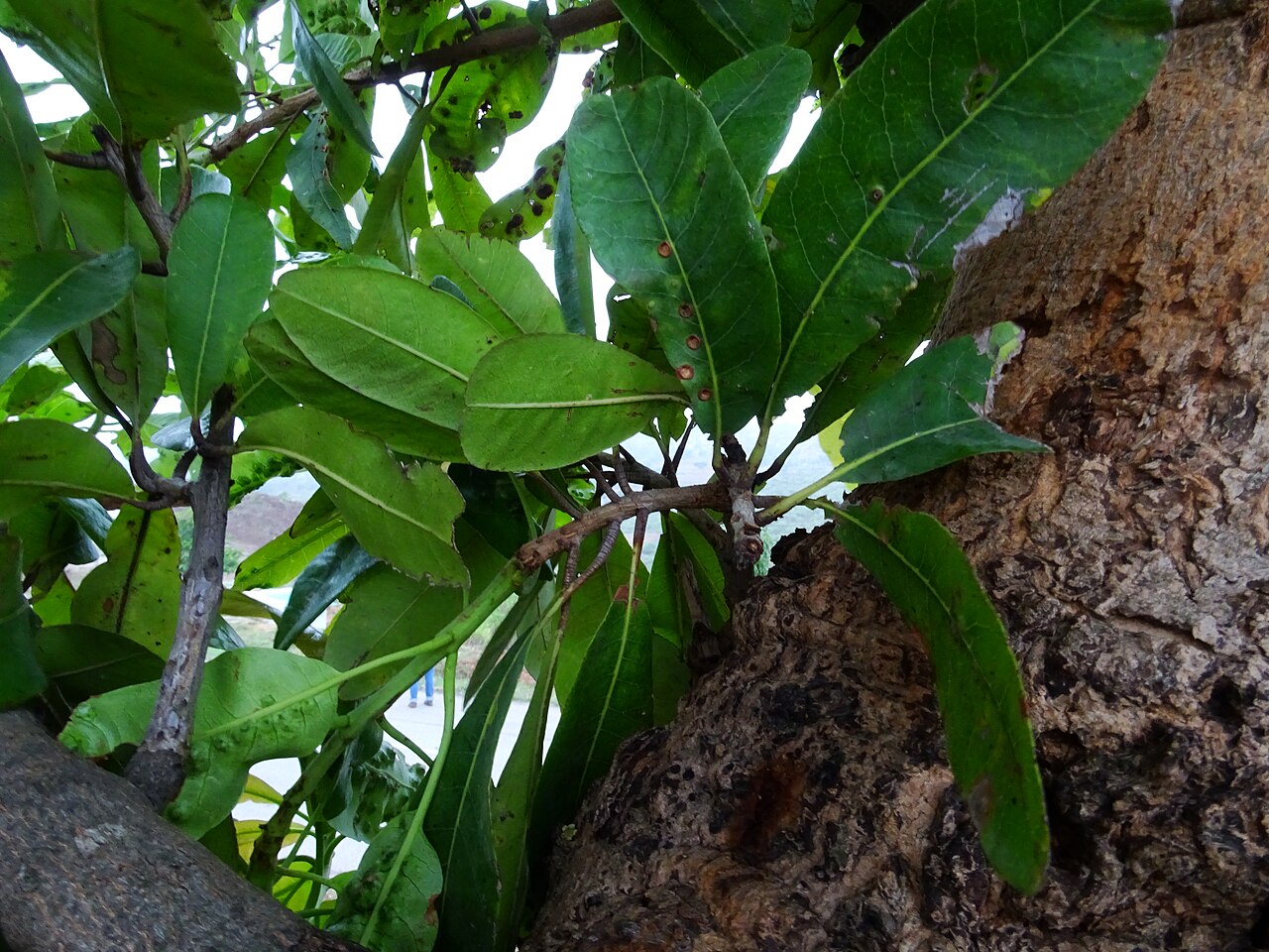 Buchanania axillaris: Buchanania axillaris (Cuddapah Almond) seen in Mahanthalingapura on the outskirts of Ragihalli forest in Bangalore. This location is also the new IIM Bangalore