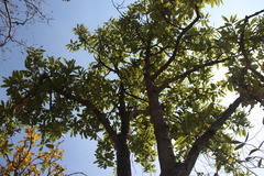 Buchanania axillaris (Buchanania axillaris)