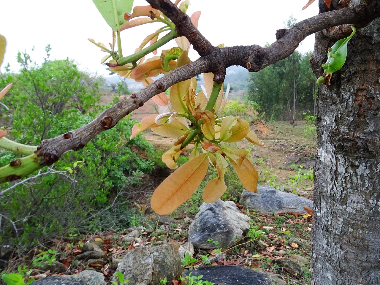 Buchanania axillaris: Buchanania axillaris (Cuddapah Almond) seen in Mahanthalingapura on the outskirts of Ragihalli forest in Bangalore. This location is also the new IIM Bangalore