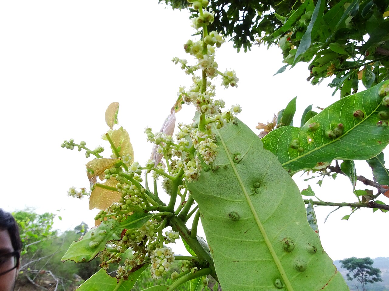 Buchanania axillaris: Buchanania axillaris (Cuddapah Almond) seen in Mahanthalingapura on the outskirts of Ragihalli forest in Bangalore. This location is also the new IIM Bangalore