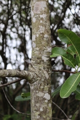 Buchanania axillaris (Buchanania axillaris)