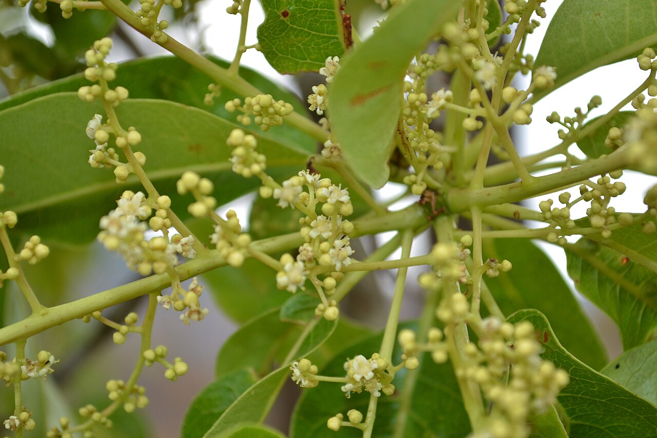 Buchanania cochinchinensis: Chironji Tree is a medium-sized deciduous tree, growing to about 50 ft tall. It bears fruits each cotaining a single seed, which is popular as an edible nut, kn